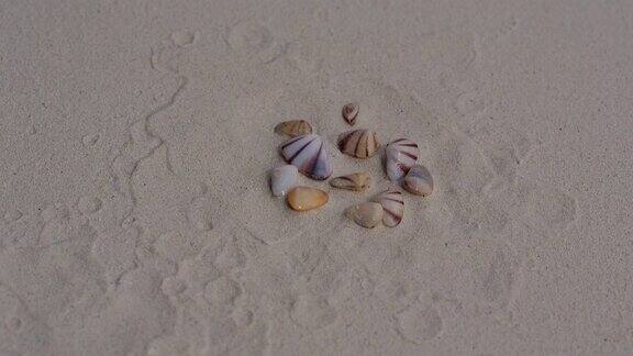 贝类埋在沙子里的贝壳