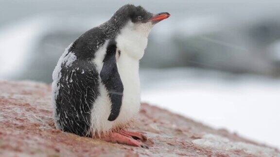 一只小企鹅在发抖