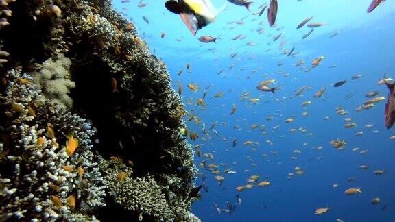 五颜六色的珊瑚礁的场景