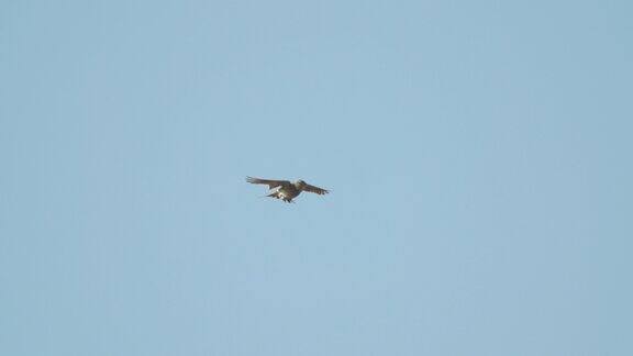 欧亚云雀(Alaudaarvensis)在迎风而来的气流中翱翔