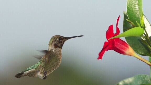 蜂鸟从花中饮水