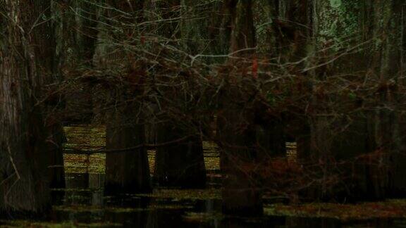 黑暗浓密的柏树森林覆盖在西班牙苔藓在阿查法拉亚河流域沼泽在路易斯安那州南部的阴天