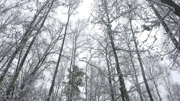 高大的树木在美丽的冬季森林