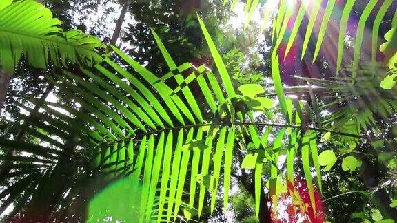 热带雨林中带有阳光的树木的低角度视图