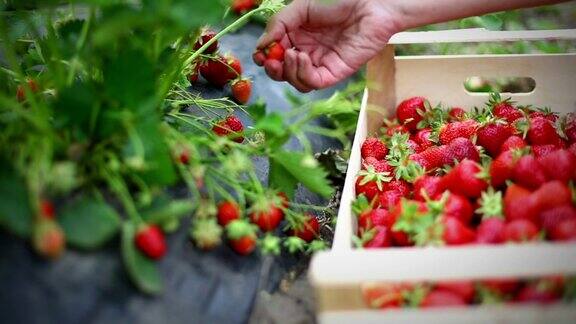 草莓丰收