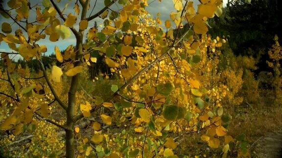 4K金橘白杨树叶子与蓝天云背后的秋天的一天