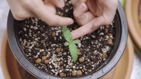 近手照顾小幼苗杂草植物有机种植盆栽上叶栽培植物在家室内种植小大麻植物医用大麻thccbd新生命