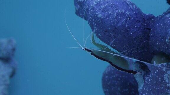 水族馆里的水下世界