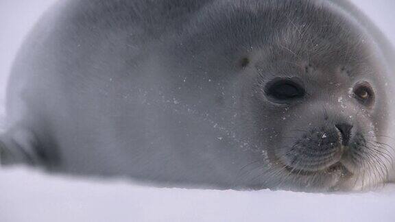 冰上的一只小海豹