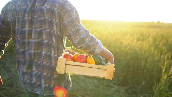 农夫在夕阳的田野里拿着一盒有机蔬菜