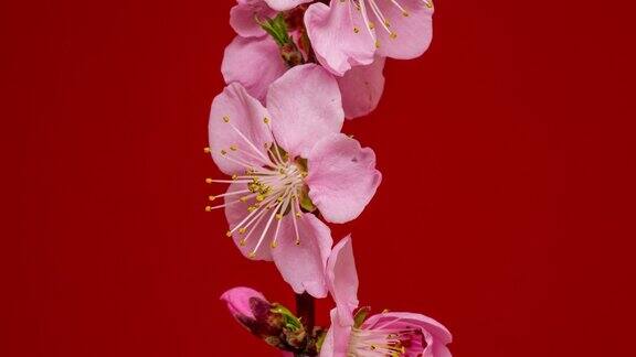 桃花盛开和旋转对红色背景在水平格式时间推移4k视频樱花在春天开花的视频