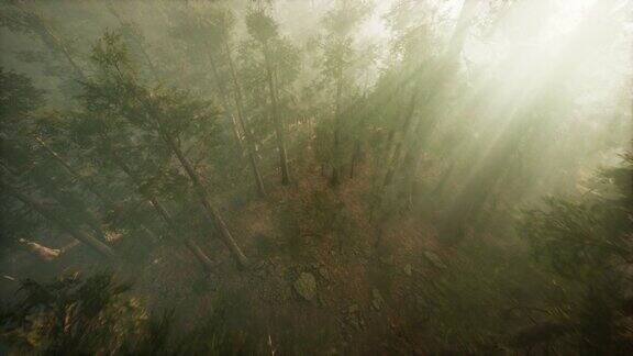 无人机冲破迷雾看到红杉和松树