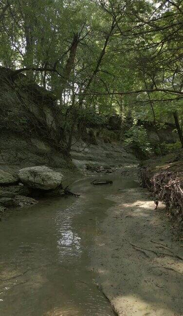 垂直缓慢移动的森林在迷失溪在艾伦得克萨斯州