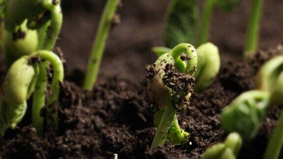 绿色植物直接从土壤中慢慢生长大自然时间流逝4k