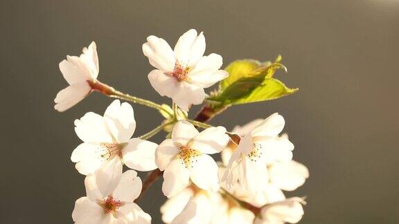 枥木市枥木县长野川河边的一排樱花树