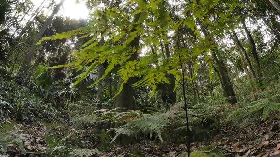 热带雨林丛林摄影拍摄野生自然环境