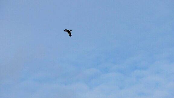 黑白色的鸟在无边的蓝天下飞翔
