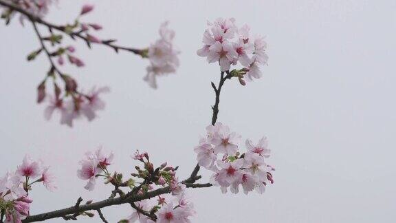 慢动作拍摄樱花或樱花在风中