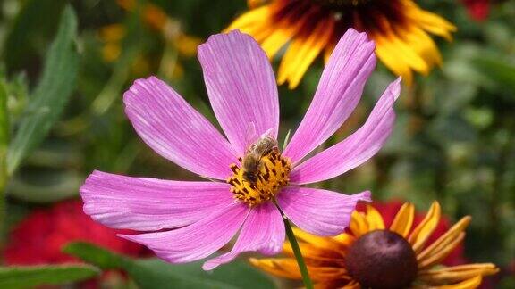 蜜蜂收集花蜜的花园宇宙
