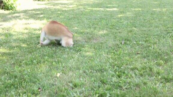 好奇的柴犬在绿色的草地上玩耍追逐自己的尾巴快乐可爱有趣的小狗在夏天玩得很开心