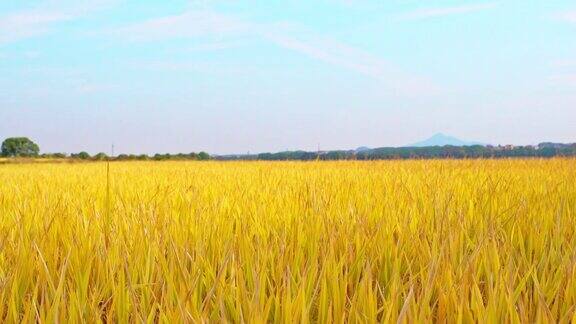 农场里有一大片稻田