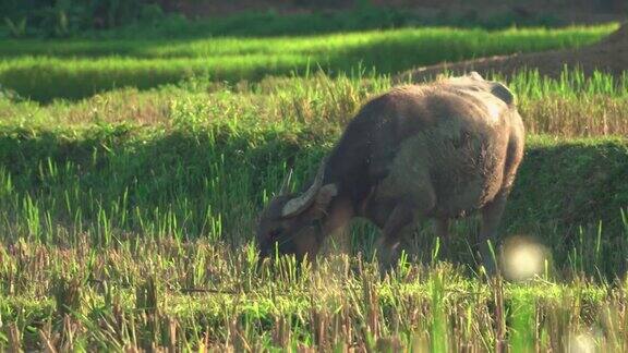 家水牛在夕阳的阳光下在稻田里吃草或死稻