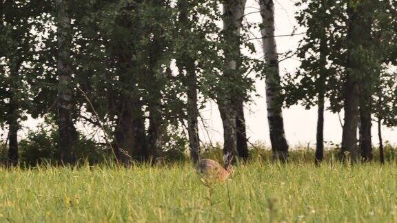 欧洲野兔也叫棕色野兔俄罗斯