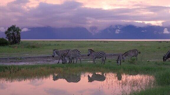 夜幕降临时斑马在坦桑尼亚塞伦盖蒂国家公园的游泳池里喝水