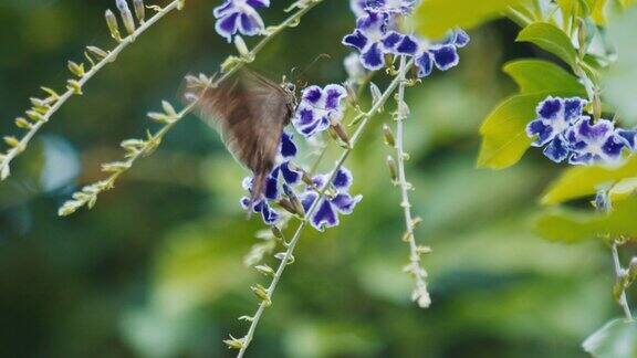 在热带花园里蛾子吃花蜜