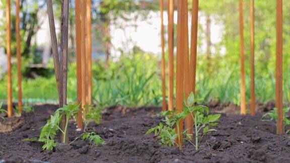 青苗蔬菜栽培番茄种植后在地栽培有机培育天然产品农业季节处理乡村土壤