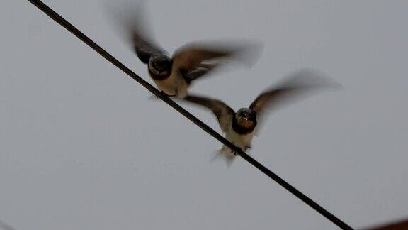 两只燕子坐在一根电线上同步地从一边看到另一边