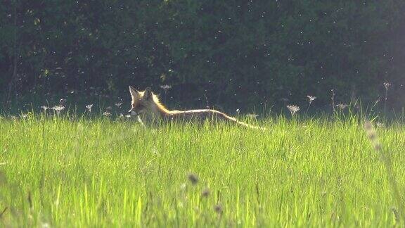 早晨一只狐狸在草地上