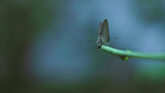一个宏观视图的蓝色游丝翼或斑马蓝蝴蝶坐在一根小树枝上