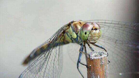 花园里的蜻蜓