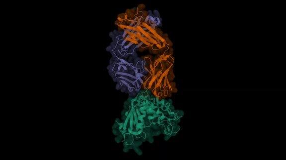 CD38(绿色)与新型CD38靶向抗体SAR650984(isatuximab)的晶体结构