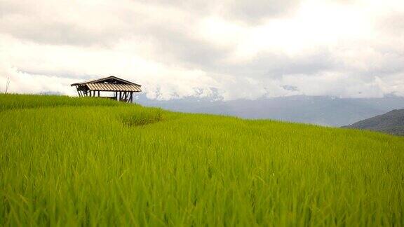 多莉:一间只有茅屋才会幸福地躺在PaPongPong的梯田上
