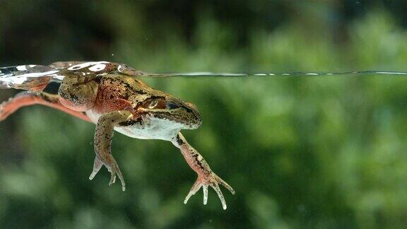 青蛙在水下游泳慢动作