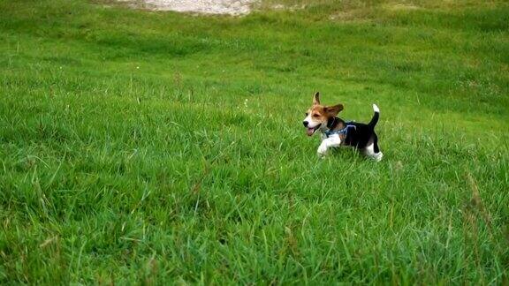 高清慢镜头小狗在草地上奔跑