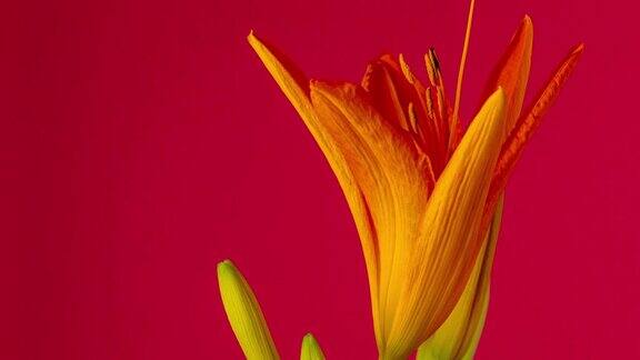 在红色背景上一朵百合花盛开、生长和旋转的4k时间流逝盛开的百合花