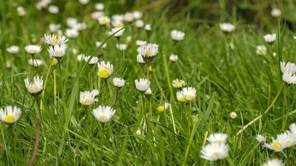 白色的雏菊在花园里盛开