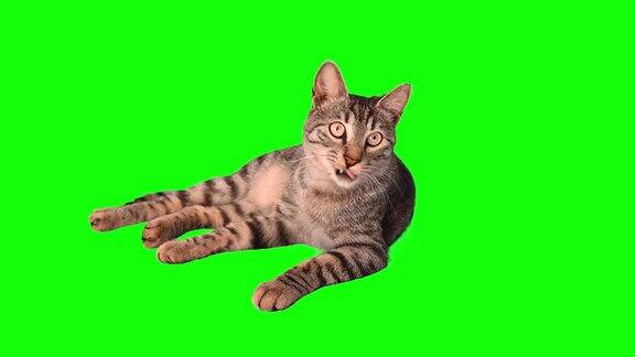 绿色屏幕上可爱的虎斑猫