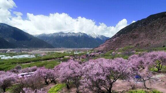 中国西藏林芝的春天桃花季航拍