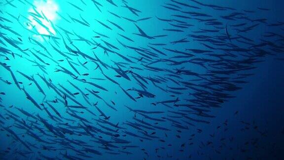 背光鱼群在深蓝色的水
