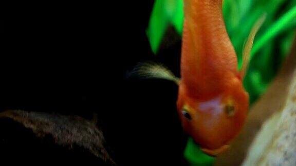 水族馆里的红鹦鹉慈鲷鱼