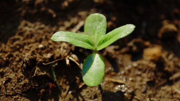 农业土壤中的绿色幼苗水滴生命嫩芽在肥沃的土壤中发芽幼苗土壤中