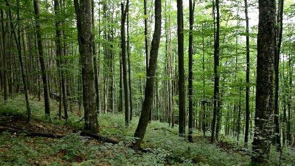 古老美丽的绿色森林在山上