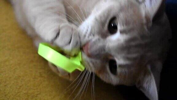 可爱的小猫玩黄色的蝴蝶结