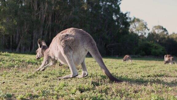 野生动物袋鼠宝宝在妈妈的育儿袋澳大利亚动物电影
