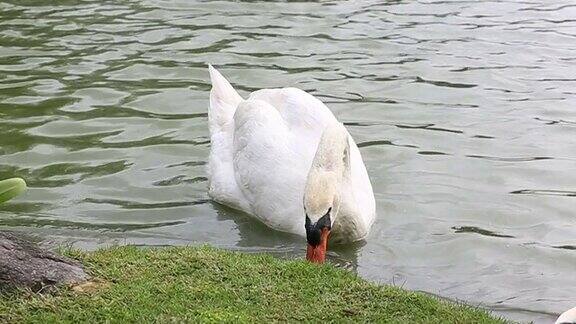 白天鹅在池塘里游泳吃着食物