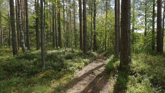 穿过爱沙尼亚森林里的小径